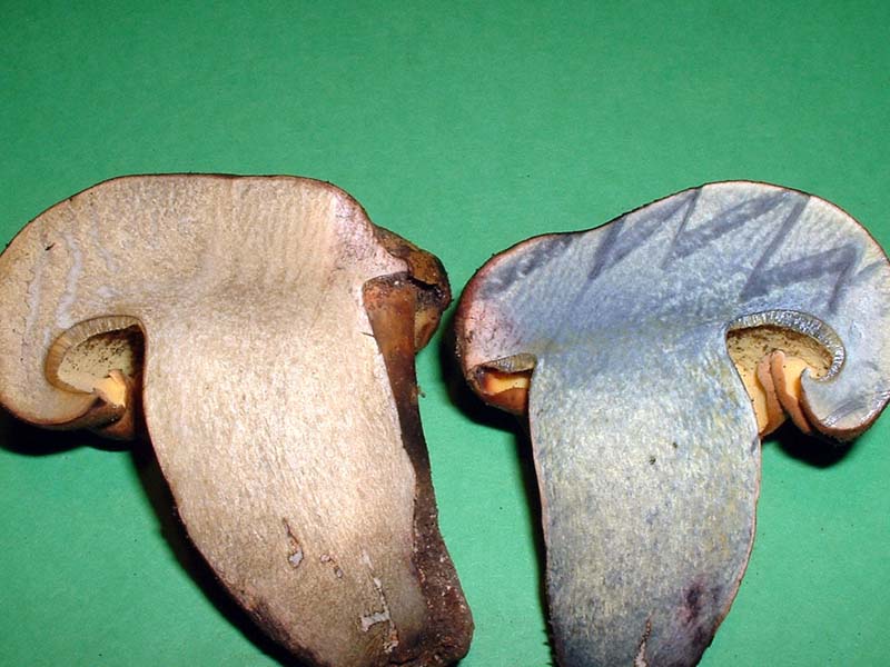 Boletus pulverulentus - La Micoflora della Toscana - II